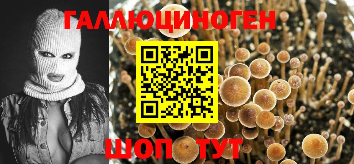 Галлюциногенные грибы Psilocybe  Вход с VPN  купить   Карачаевск  Псилоцибиновые грибы Psilocybine cubensis 